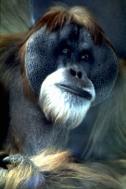 orangutan.jpg
